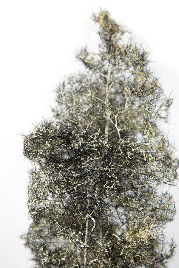 Black-White Fantasy Bushes