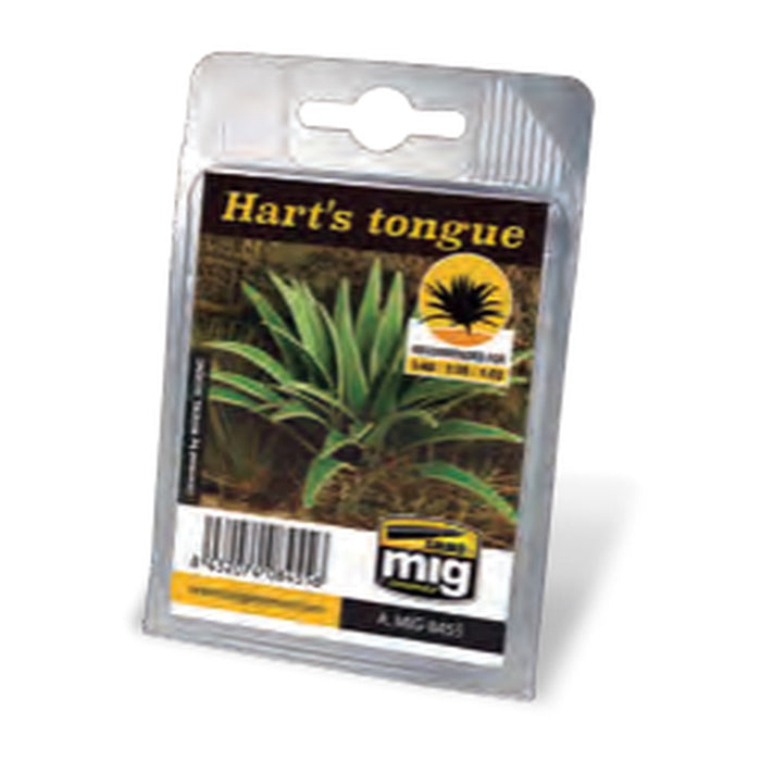 Hart's Tongue