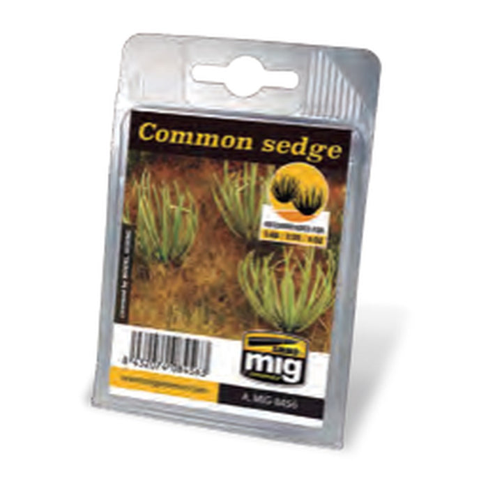 Common Sedge
