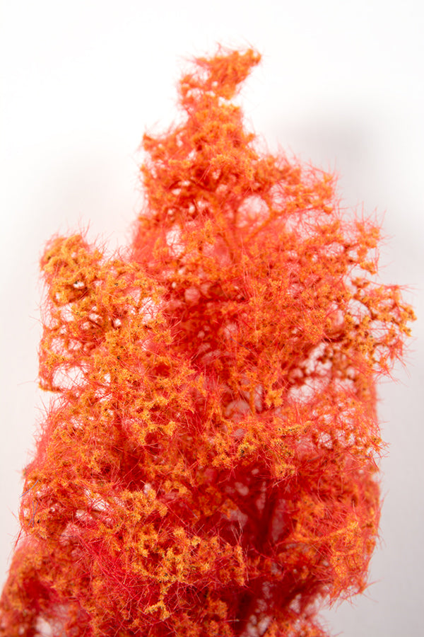 Red-Orange Fantasy Bushes