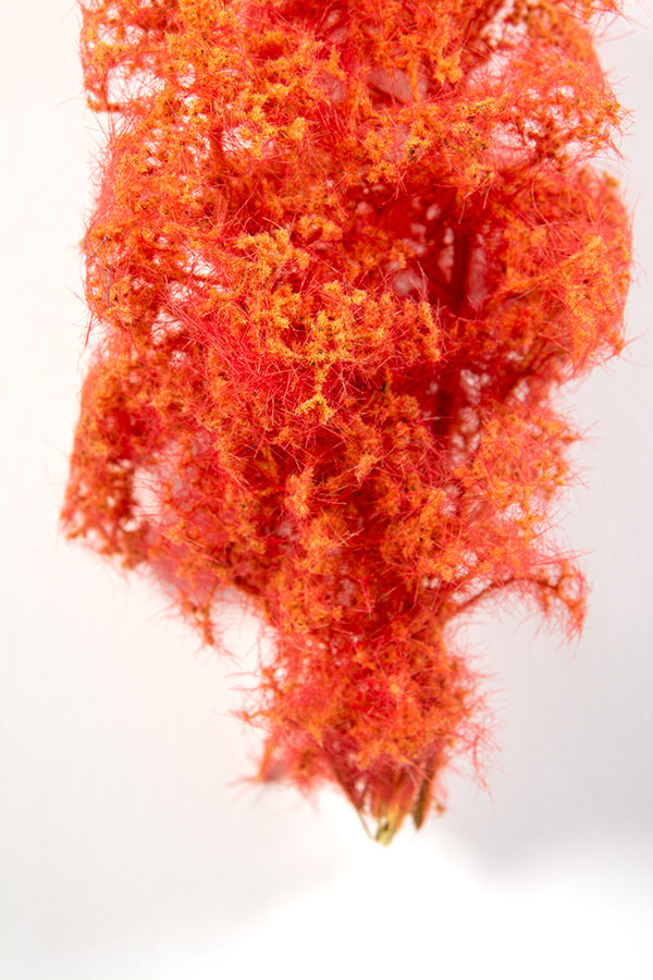 Red-Orange Fantasy Bushes